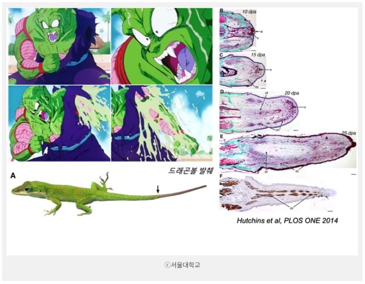 [과학기술] 도마뱀 꼬리 처럼 '조직 재생'의 가능성은