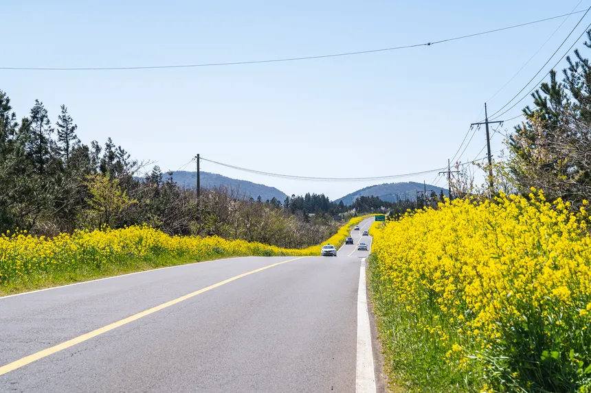 유채꽃과 벚꽃이 어우러진 제주 녹산로 드라이브 풍경