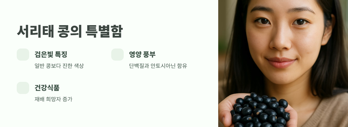 서리태 콩, 그 특별한 존재