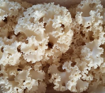 꽃송이버섯 효능 먹는방법 가격