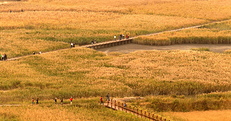 순천만 갈대