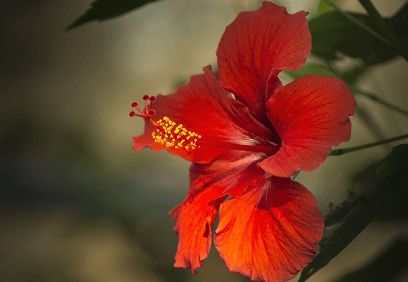 히비스커스의-효능