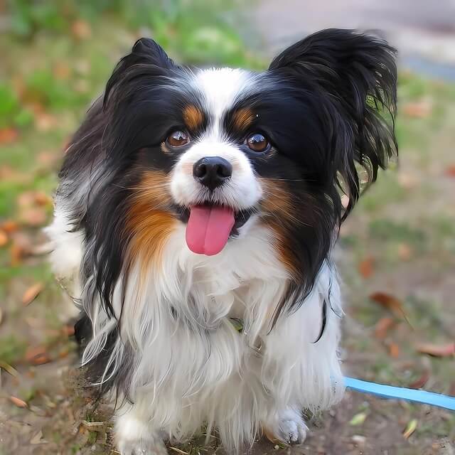 파피용(출처:픽사베이)