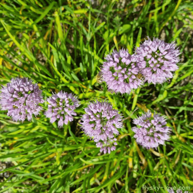 두메부추(산부추)