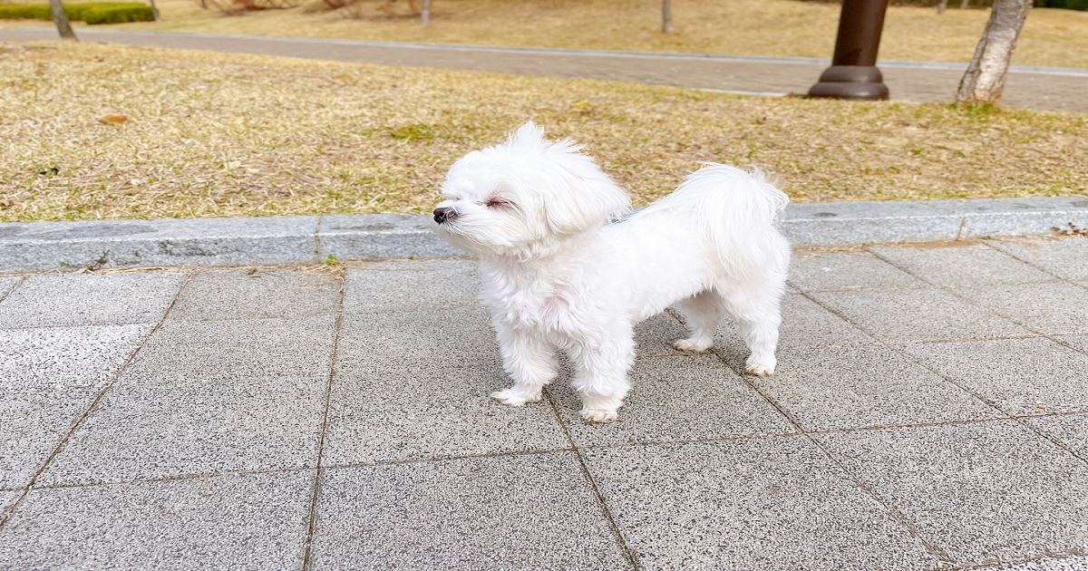 콧방귀를-뀌고-있는-아기-강아지