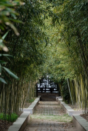 6월 전국 등나무꽃 명소 TOP 5