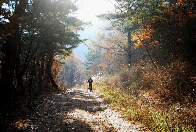 [명품숲길 50선 가을단풍 산행 ⑦] 충북 보은 속리산둘레길 : 말티재&middot;법주사 단풍과 정이품송이 어우러진 가을 명품길