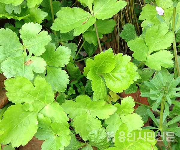 참나물 재배 반그늘 키우기 물 관리 잎 수확_8