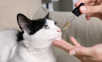 고양이 구내염/출처:어도비스톡