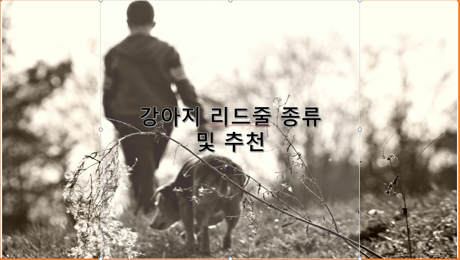 강아지 리드줄 종류 및 추천