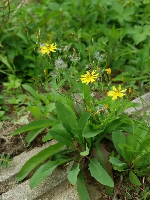 씀바귀 무침 김치 담그는법 레시피_1