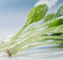 비염에 좋은 음식