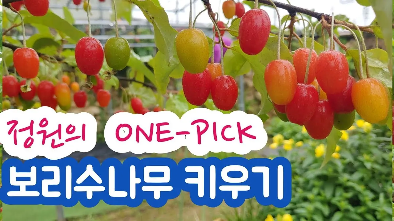 보리수나무 재배 전정 관리 착과 유도 열매 활용_4