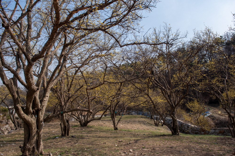 제26회 이천백사산수유꽃축제 일정 & 프로그램 안내/ 주차 안내