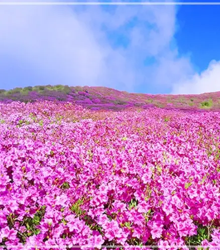황매산-철쭉축제-기간-일정-정보