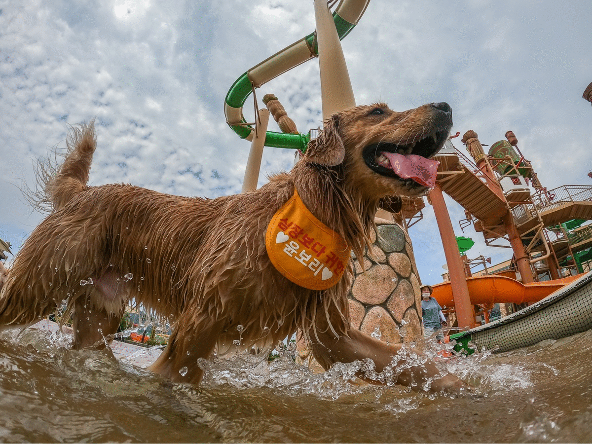 김해 롯데워터파크 댕댕워터파크