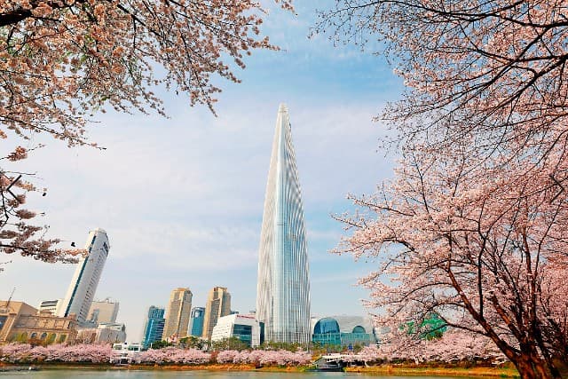 서울 벚꽃 여행 가이드 ❘ 도심 속 벚꽃 명소, 여의도 윤중로 &amp; 석촌호수