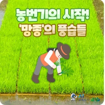 망종 절기 망종의 뜻 전통음식 매실청 담그기_22