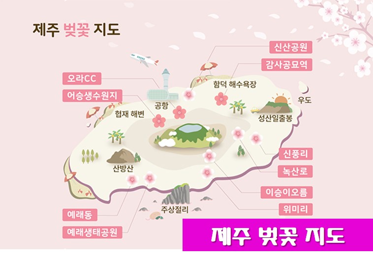 제주 벚꽃 지도