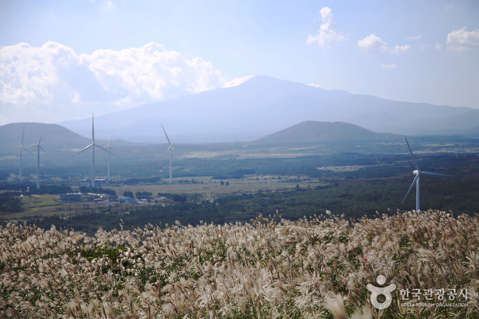 가을 여행지 제주도 은빛 물결 억새 추천 장소