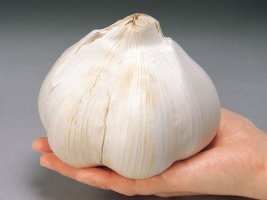 유방암에 좋은 음식