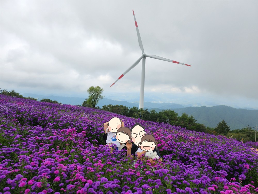 아스타 국화 속의 가족