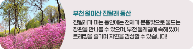 봄꽃벚꽃개화현황