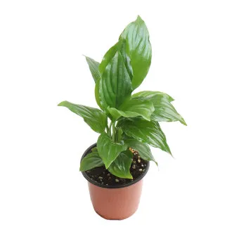 실내 공기정화식물 추천 10가지_9