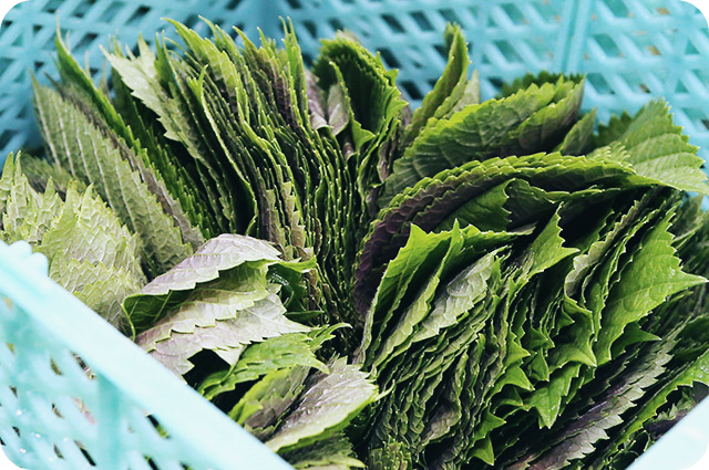 깻잎-효능