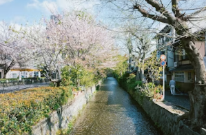 2026 벚꽃 카페 전국 추천 가이드