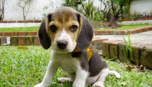 강아지 중성화수술