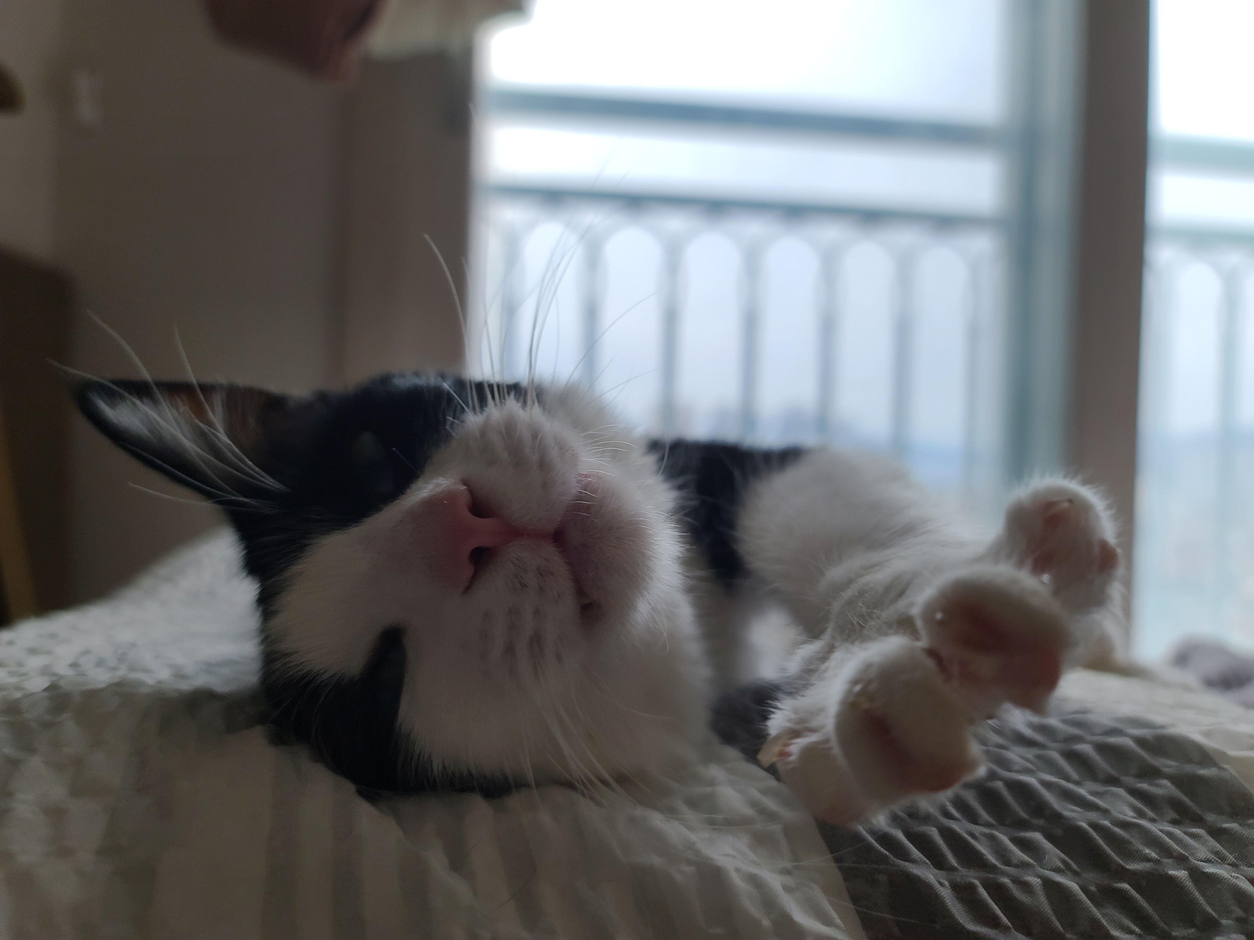 곤히 자고 있는 두리를 깨웠다.