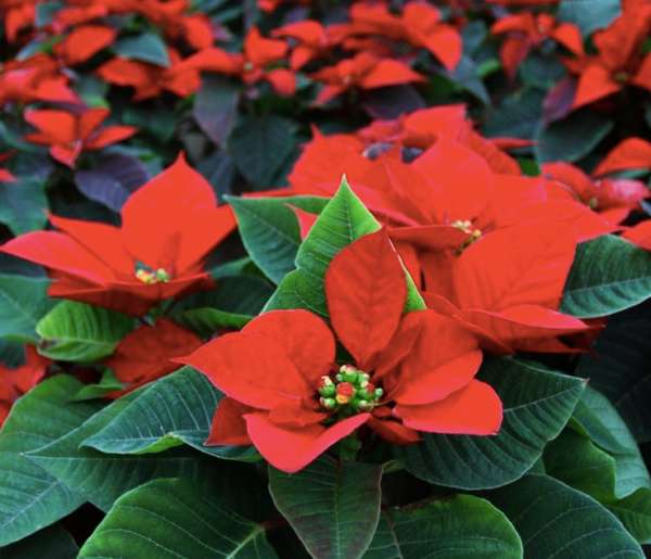 겨울꽃 포인세티아