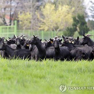 염소 경매 염소 경매 절차