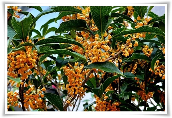 &quot;금목서와 은목서&quot; 한 번 맡으면 잊을 수 없는 가을 꽃의 향기!