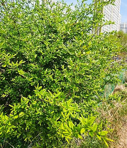 벽초지수목원 봄꽃축제 다녀온 후기｜파주 데이트&middot;가족나들이 추천 식물원