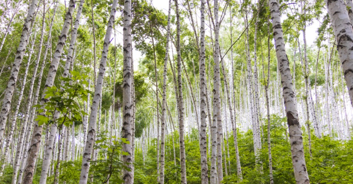 원대리 자작나무숲