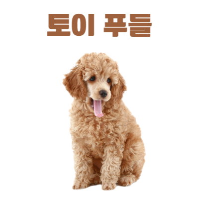 토이푸들 사진