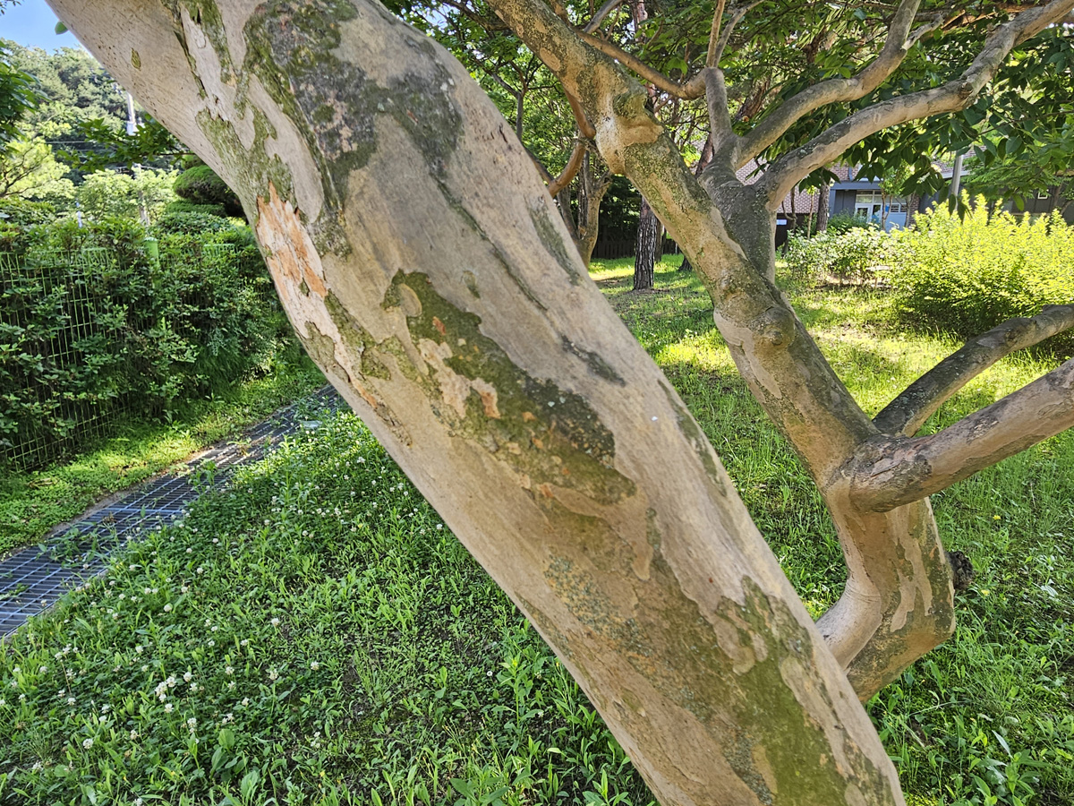 배롱나무 수피1