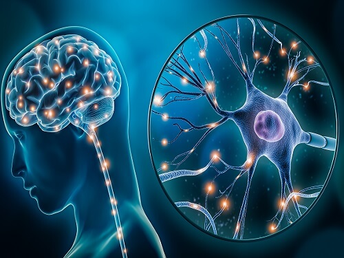 뇌의 시냅스 가소성과 학습 능력