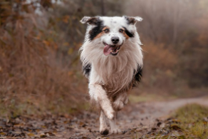반려동물 고양이