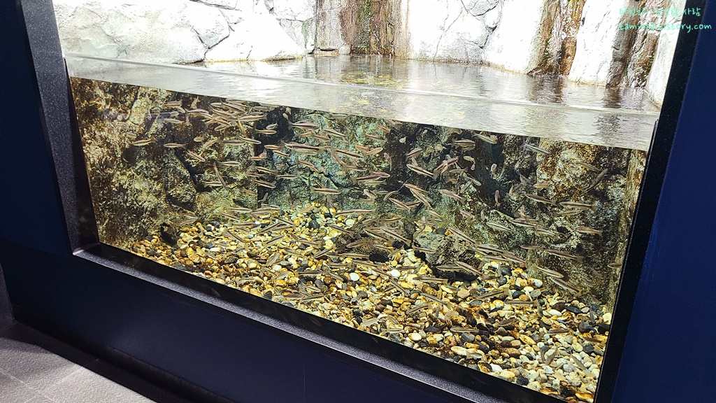 삼척-민물고기전시관