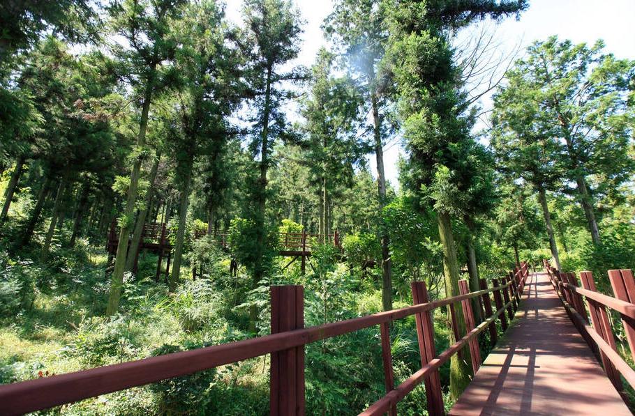 장흥 편백숲 우드랜드