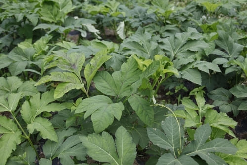 야생 당귀 사진