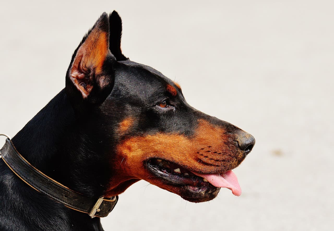 doberman skin allergy