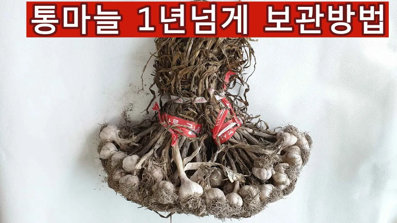 통마늘 지퍼백 보관 효과 오래 보관하는 방법_1