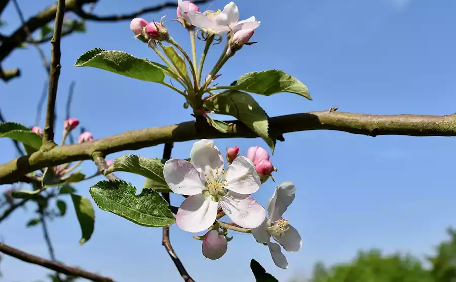 Hwasa by Seojeongju : Famous Korean Poetry Translated