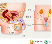전립선의 구조와 위치