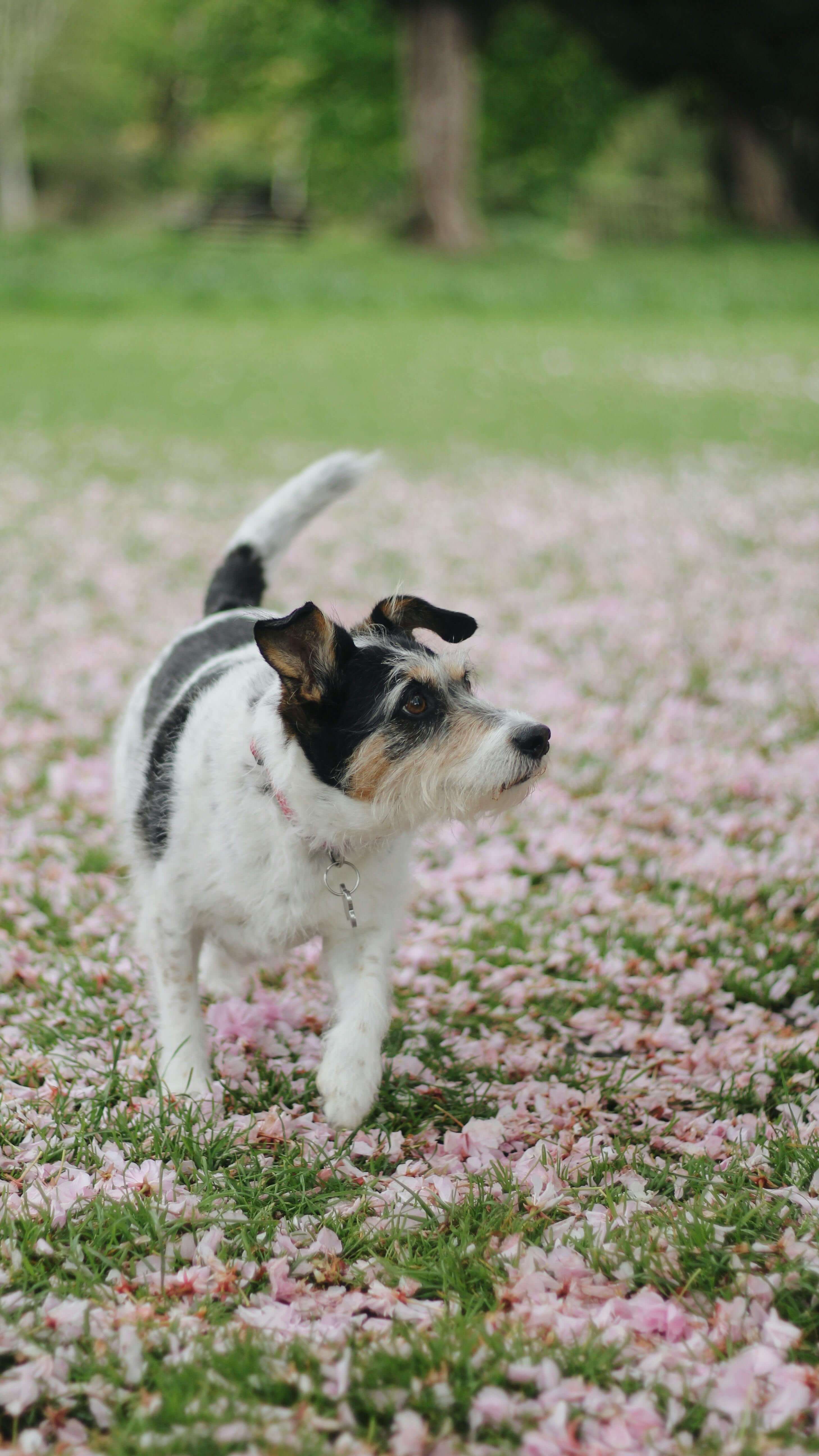 계절별 반려동물 건강관리 체크리스트｜봄&middot;여름&middot;가을&middot;겨울 필수 가이드