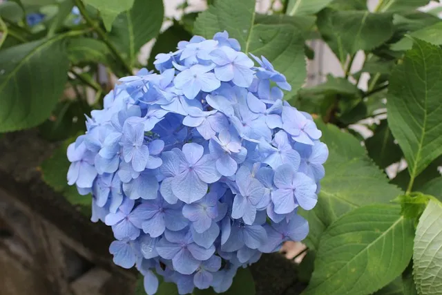 올해 장마 시작 종료일 정리 2025년 완벽 날씨 정보_4